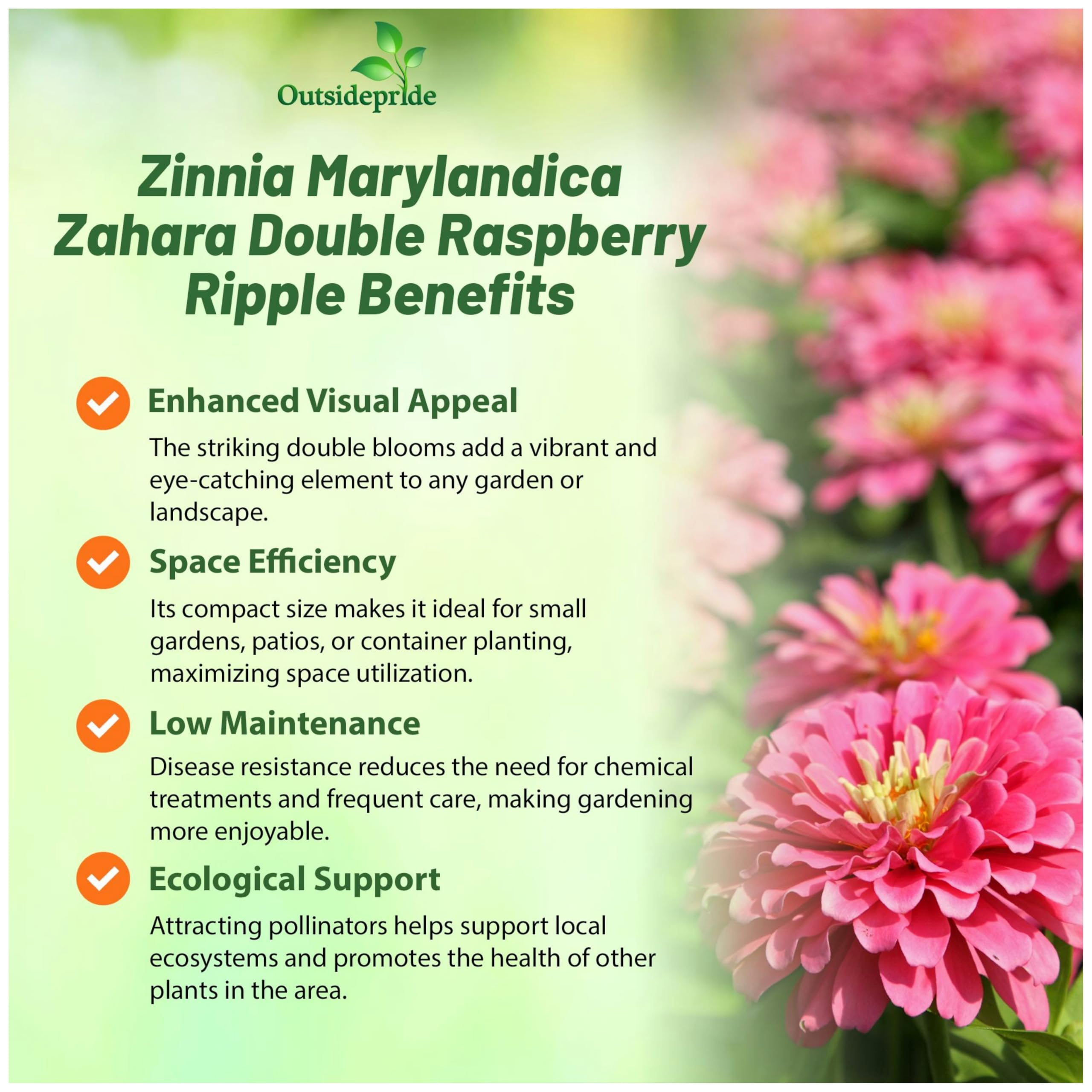 Outsidepride Zahara zinnia attract butterflies in pollinator-friendly beds.