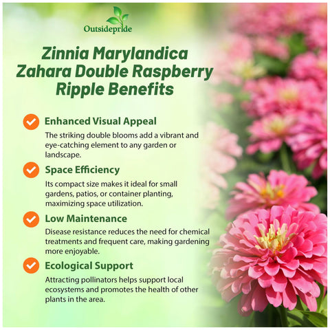 Outsidepride Zahara zinnia attract butterflies in pollinator-friendly beds.