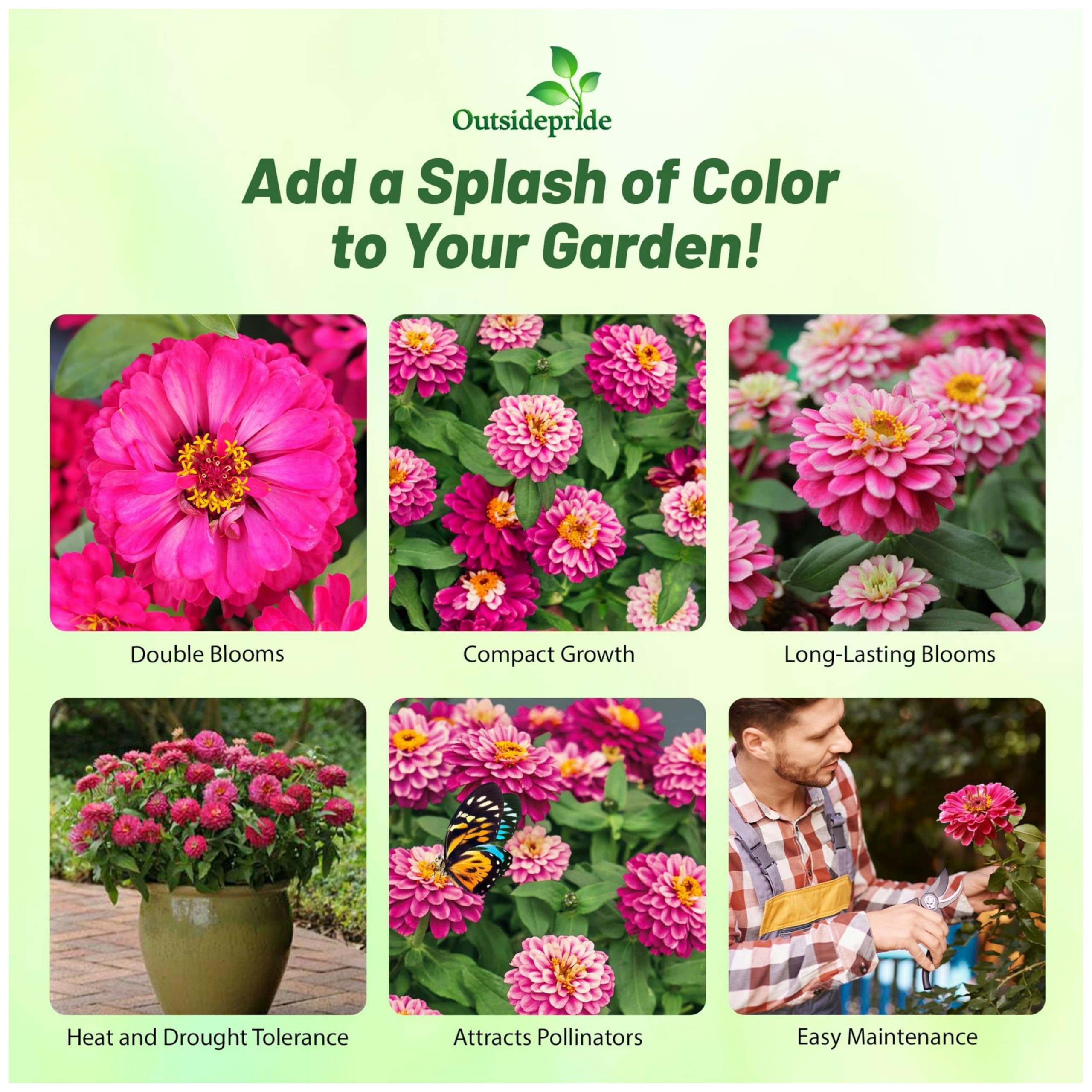 Outsidepride Zahara zinnia blooms in containers for bright color.