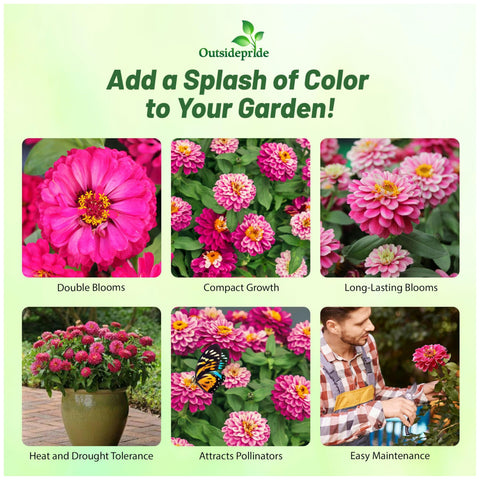 Outsidepride Zahara zinnia blooms in containers for bright color.