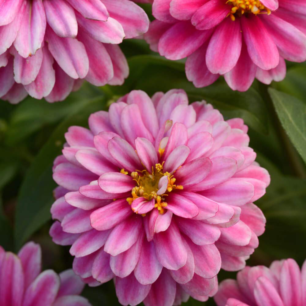 Outsidepride Zahara zinnia seeds suit garden beds and borders.