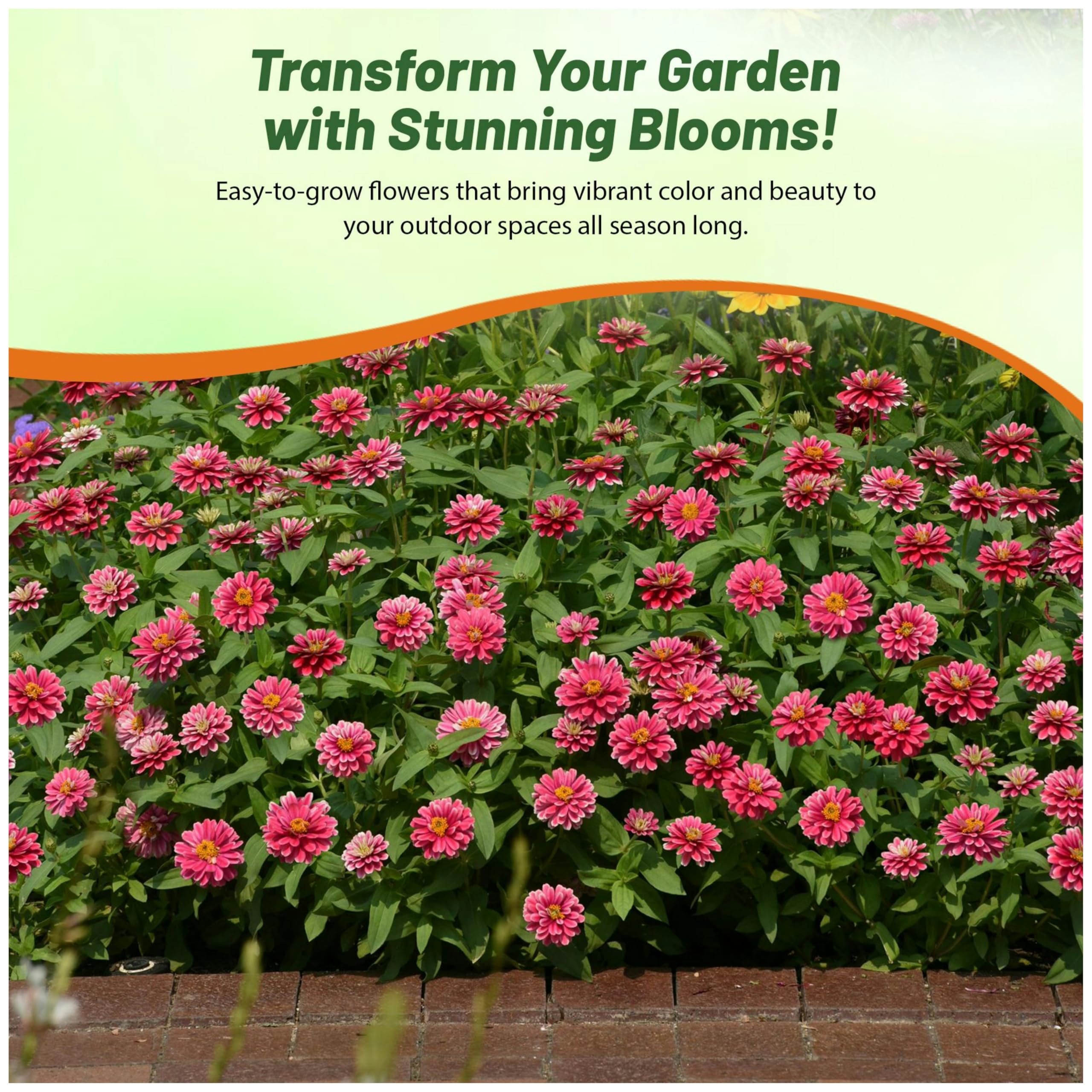 Outsidepride Zahara zinnia blooms are suitable for drought-tolerant landscapes.