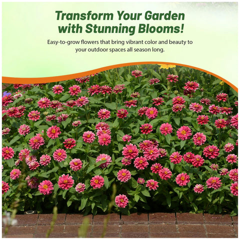 Outsidepride Zahara zinnia blooms are suitable for drought-tolerant landscapes.
