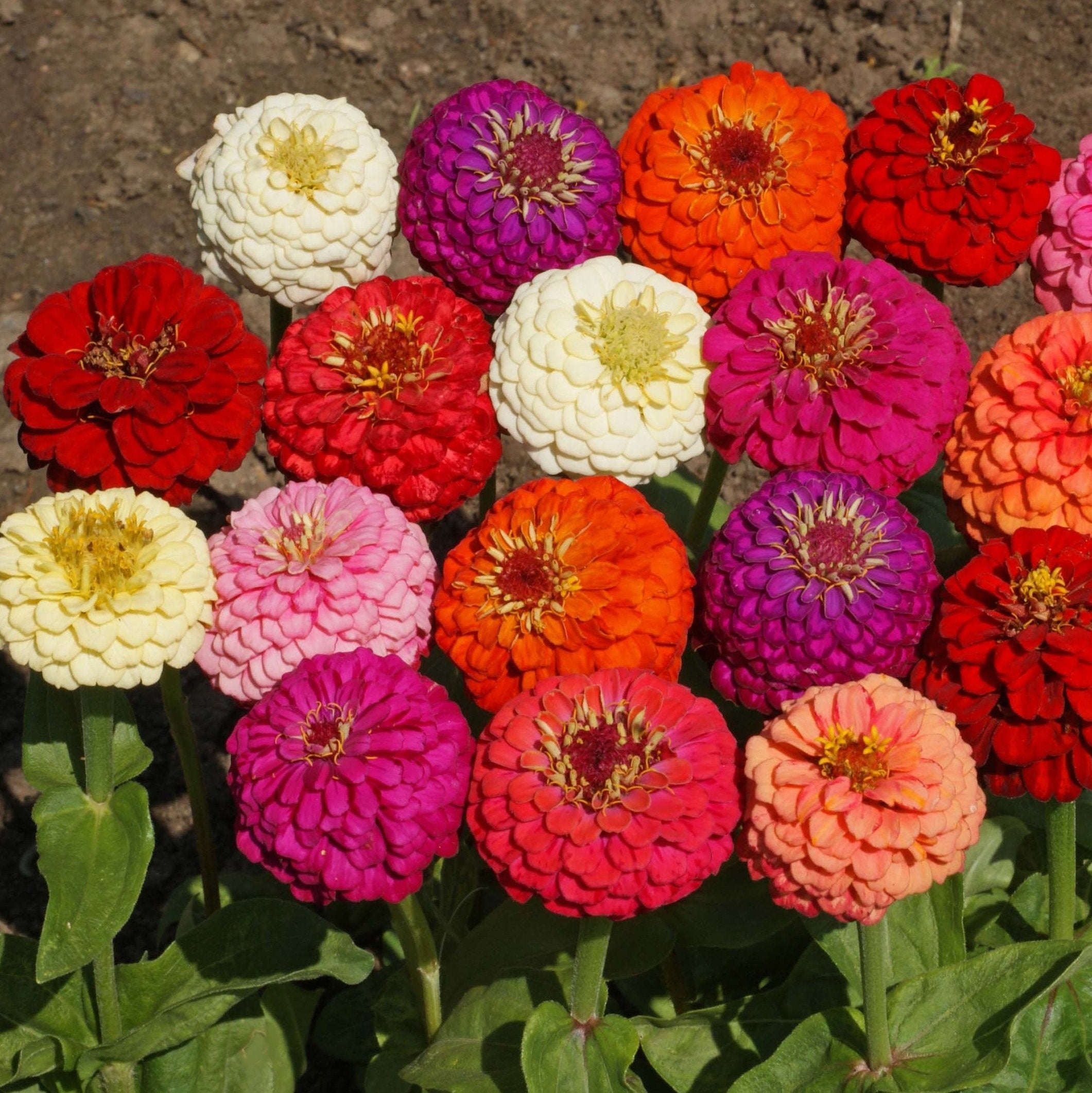 Outsidepride zinnia cutting garden flowers ready for harvest