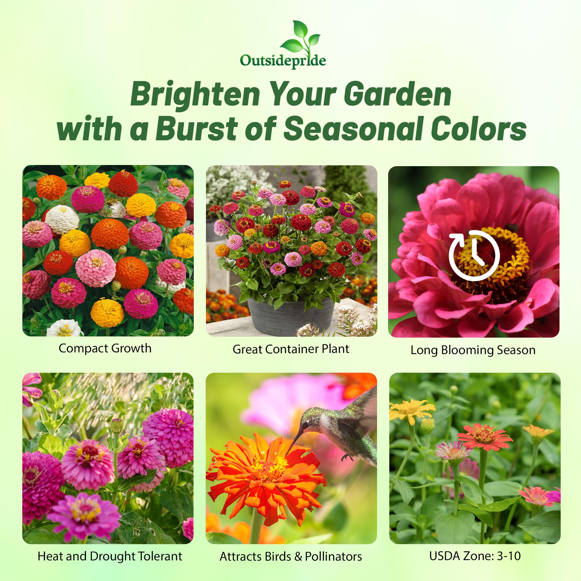 Outsidepride zinnias mixed color blooms in a sunny bed, adding color