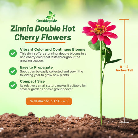 Outsidepride Zinnia Seeds 24 inch spread forms lush ground cover in sun