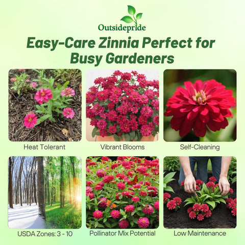 Outsidepride Zinnia Seeds 8-14 inch tall plants add bold height to borders