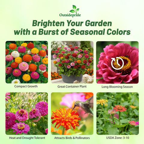 Outsidepride Zinnia Seeds ball bloom close-up reveals vibrant, compact flowers.