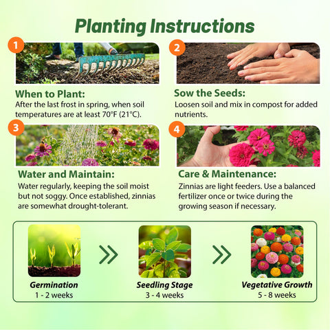 Zinnias along borders and flower beds from Outsidepride seeds.