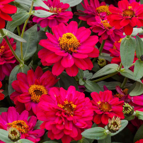 Outsidepride Zinnia Seeds thrive in full sun with reliable color