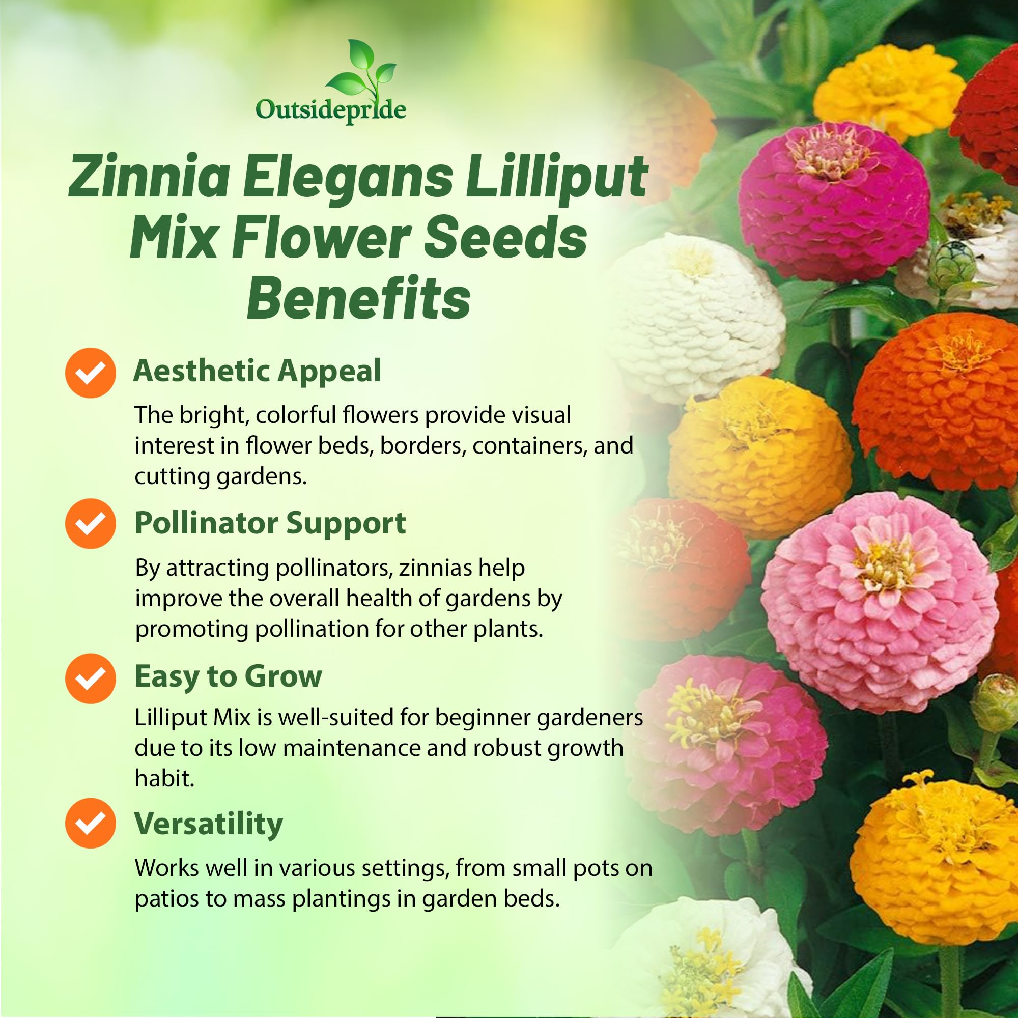 Pollinators visit Outsidepride Zinnia Seeds in a pollinator-friendly garden.