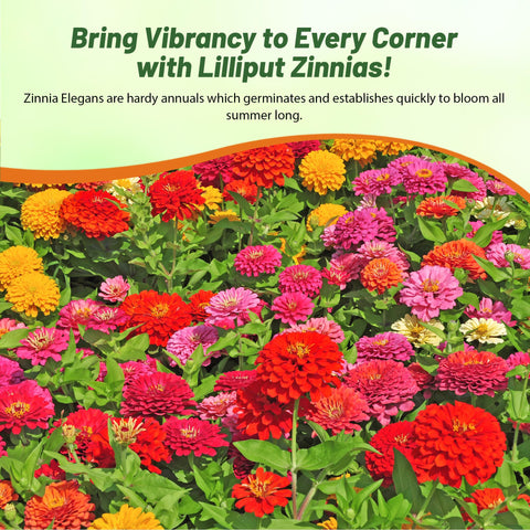 Seed packet preview of Outsidepride zinnia seeds with color mix options.