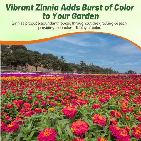 Outsidepride Zinnia Seeds All-America Selections 2013 winner for resilience