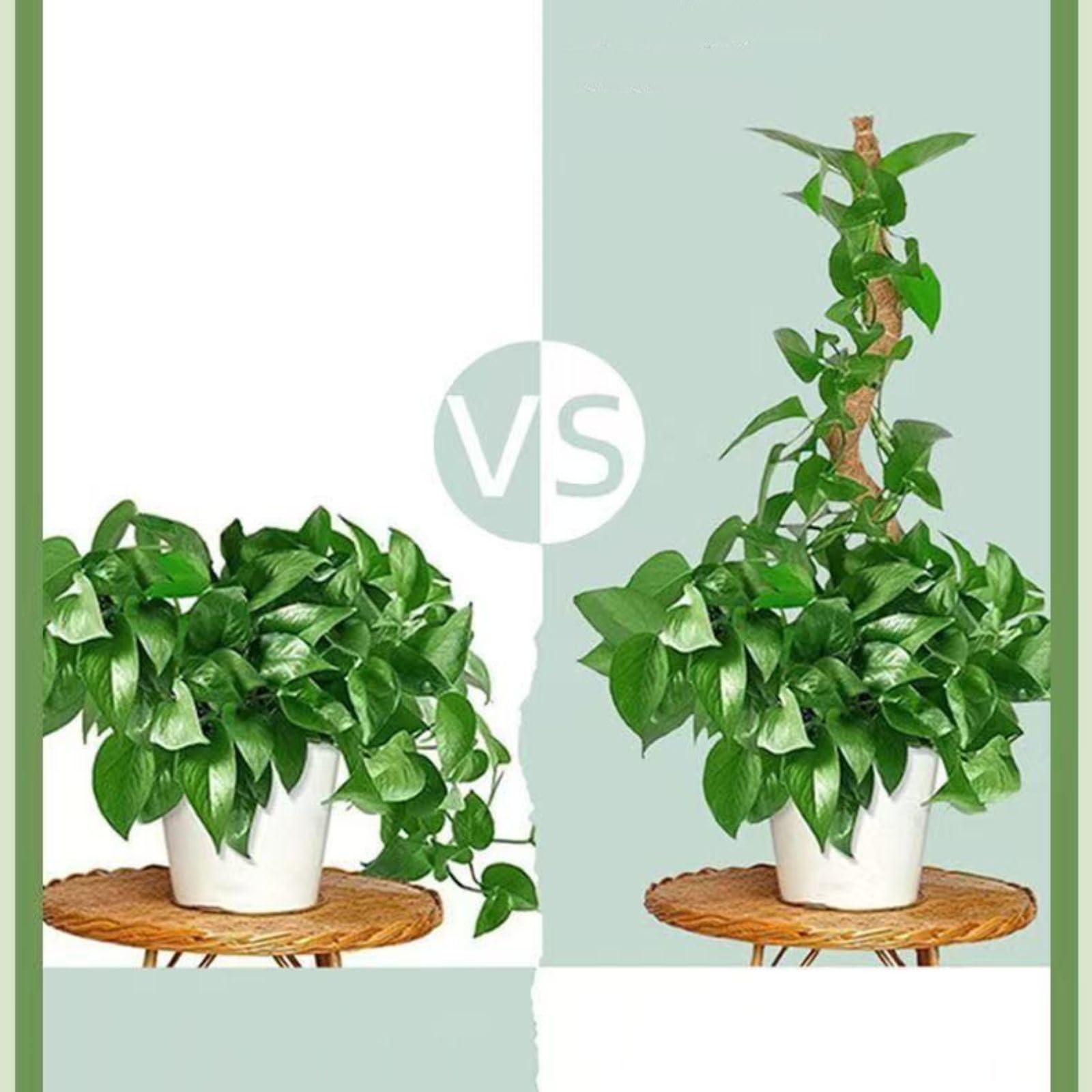 Outzen moss pole supports Monstera and other climbing houseplants.