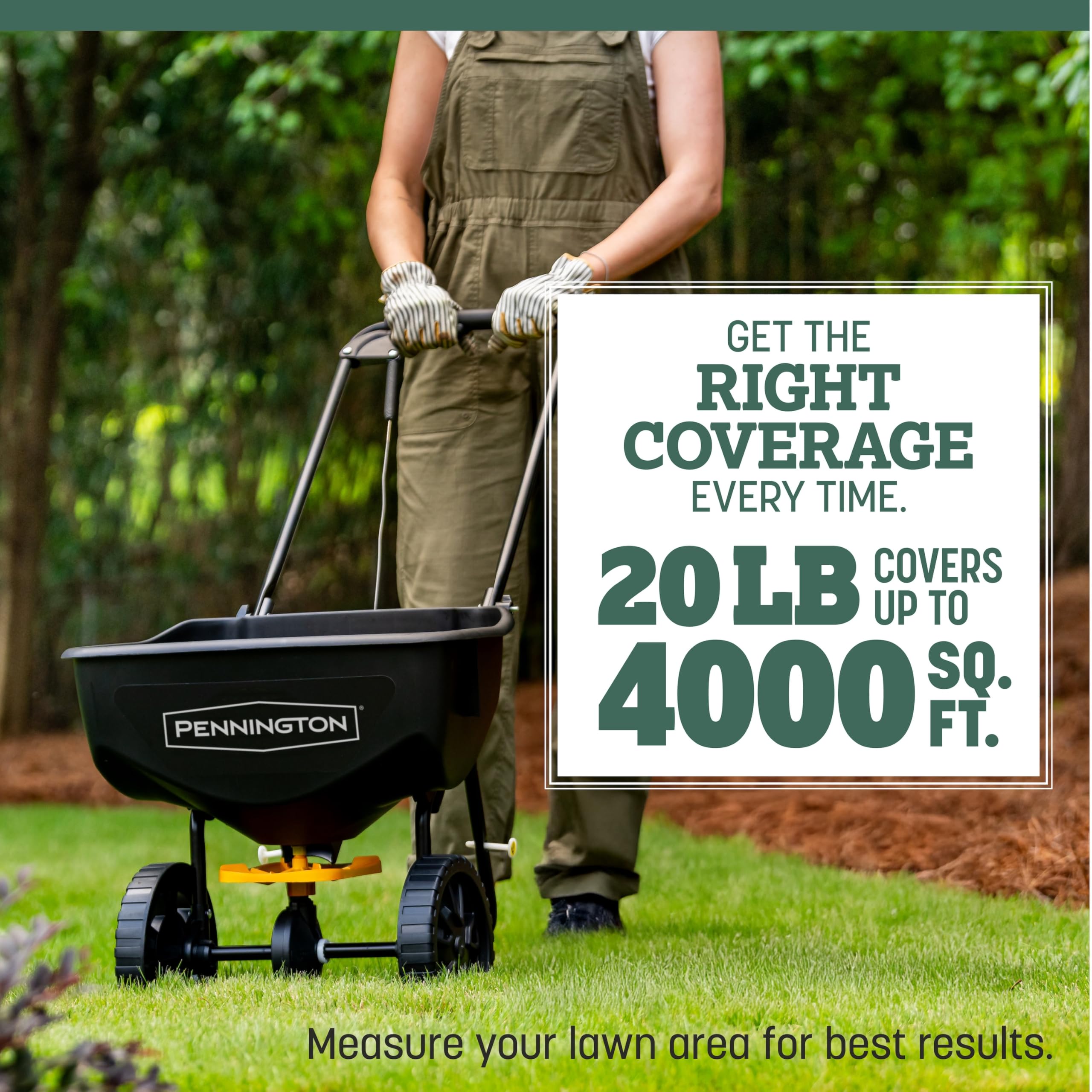 Overseeding with Kentucky 31 improves lawn density and consistency
