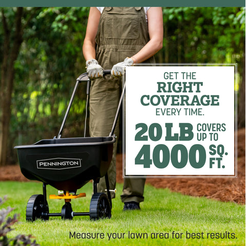 Overseeding with Kentucky 31 improves lawn density and consistency