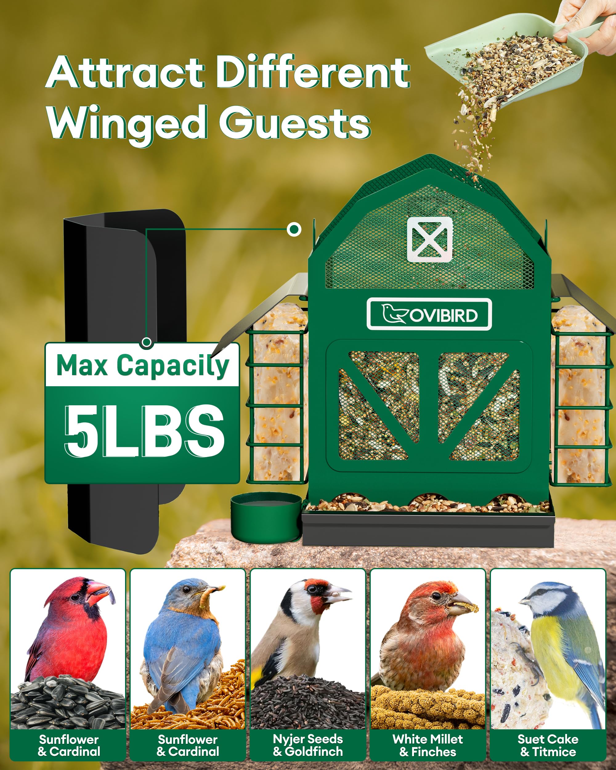 OVIBIRD bird feeder with two suet cages attracts diverse backyard birds.