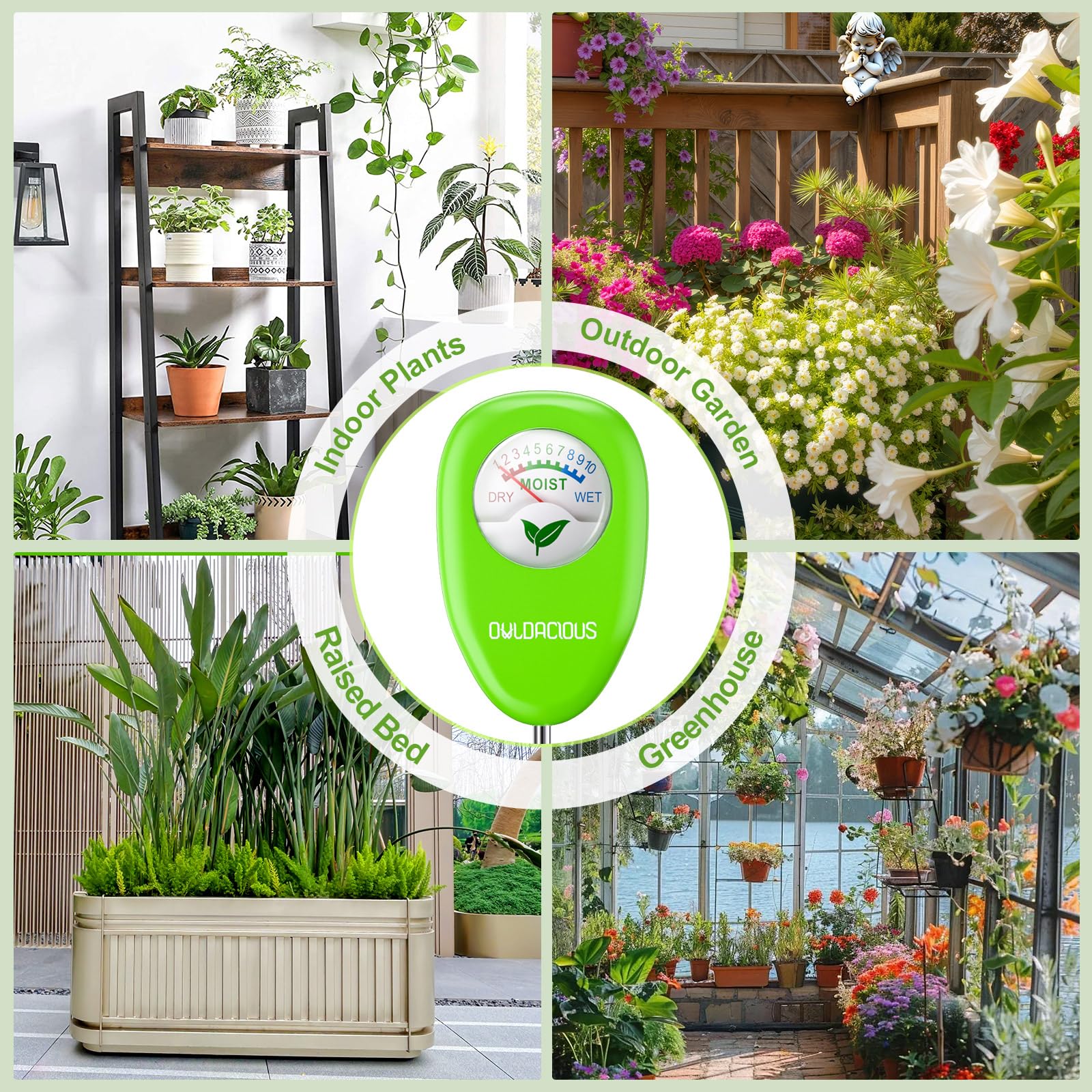 Owldacious succulent-friendly meter helps prevent overwatering in dry-tolerant plants.