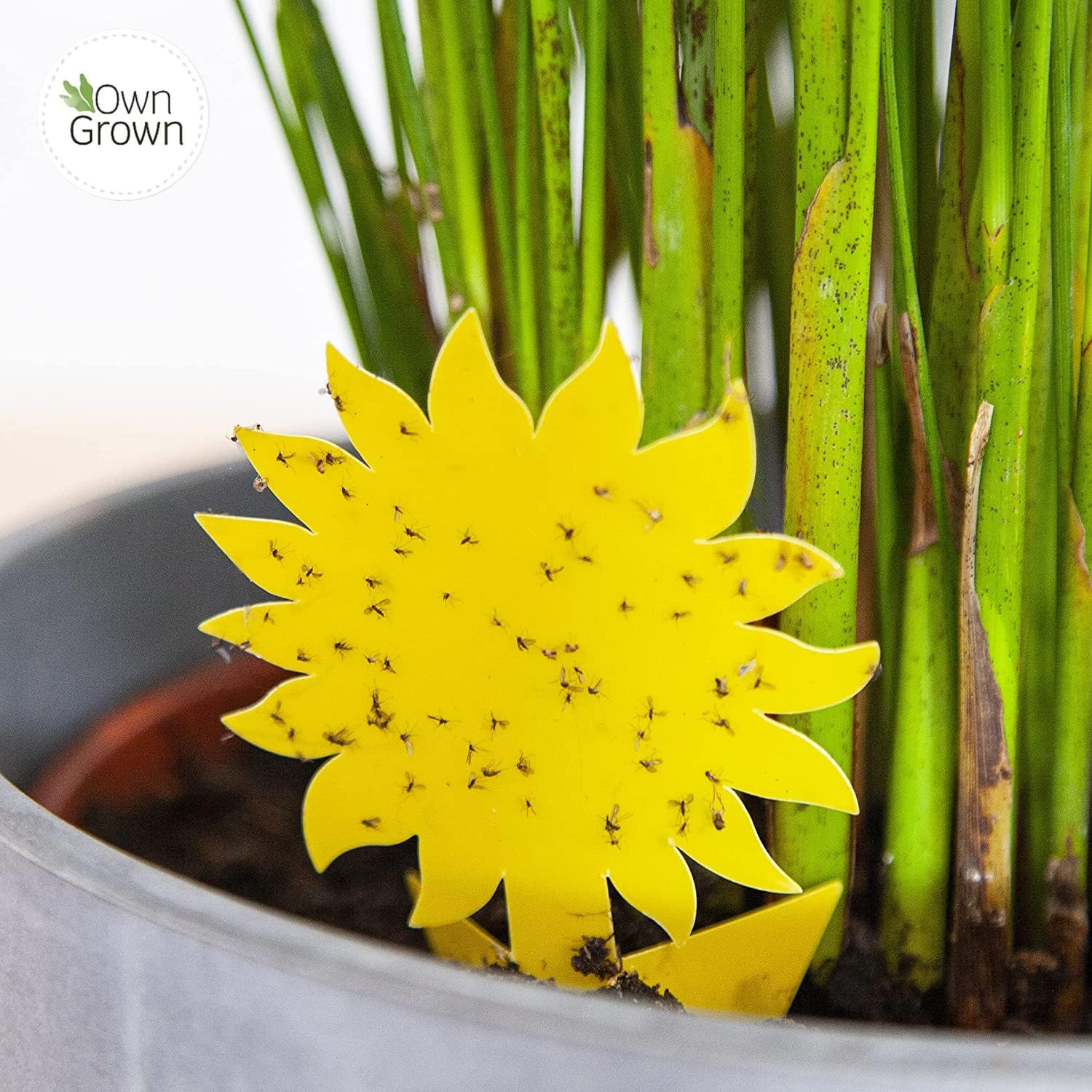 OwnGrown sunflower sticker attracts pests, helping reduce indoor plant infestations.