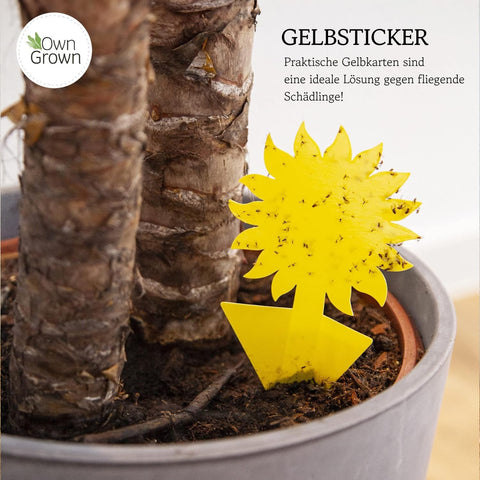 OwnGrown yellow trap attracts whiteflies using sunflower paper for indoor use.