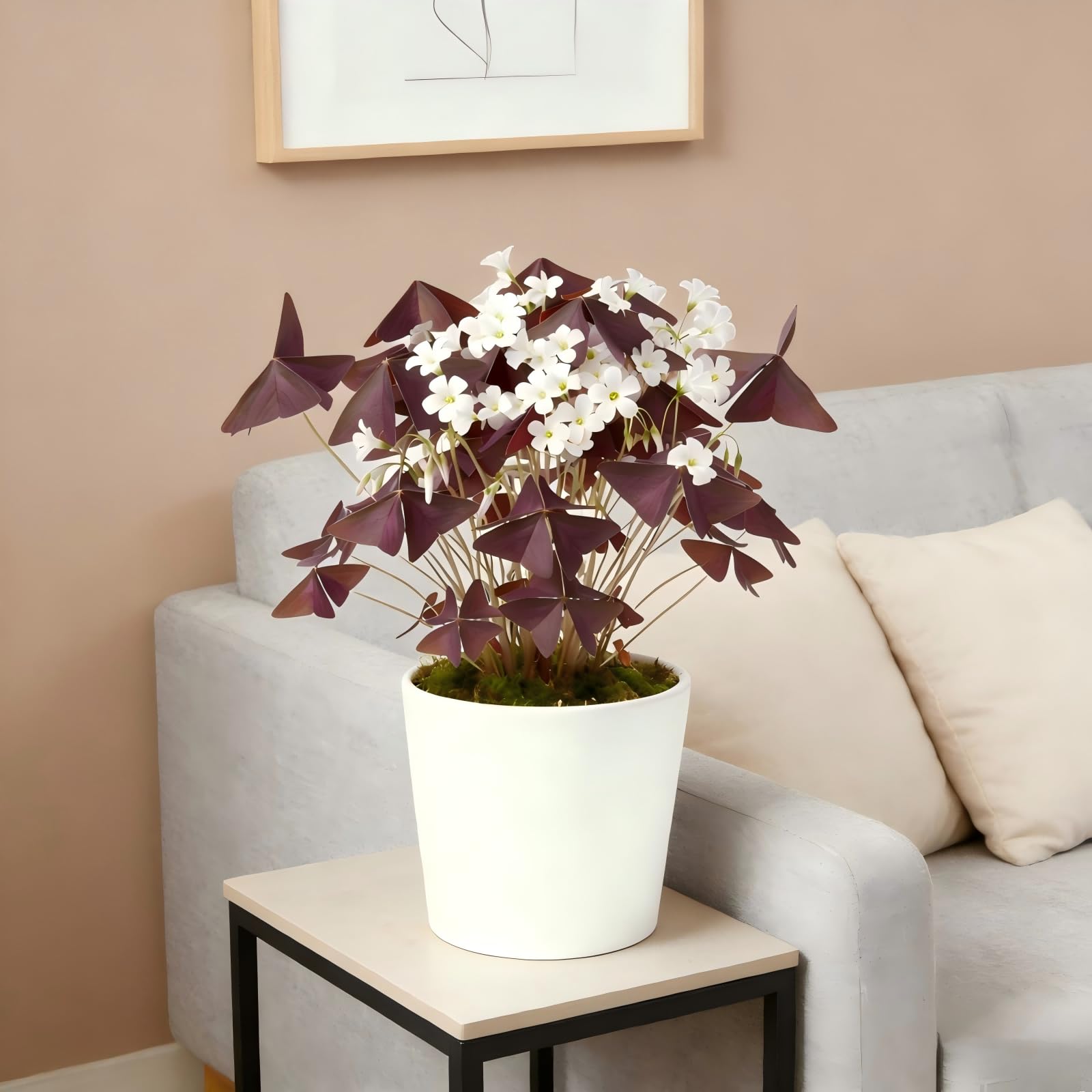 Close-up of Oxalis Triangularis blooms brightening a balcony.