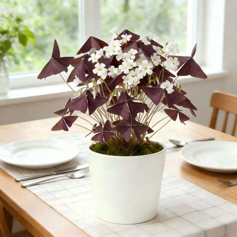 Oxalis Triangularis bulbs with simple care for beginners.