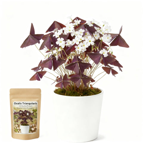 Oxalis Triangularis purple shamrocks bulbs in a 10-pack for easy home gardening.