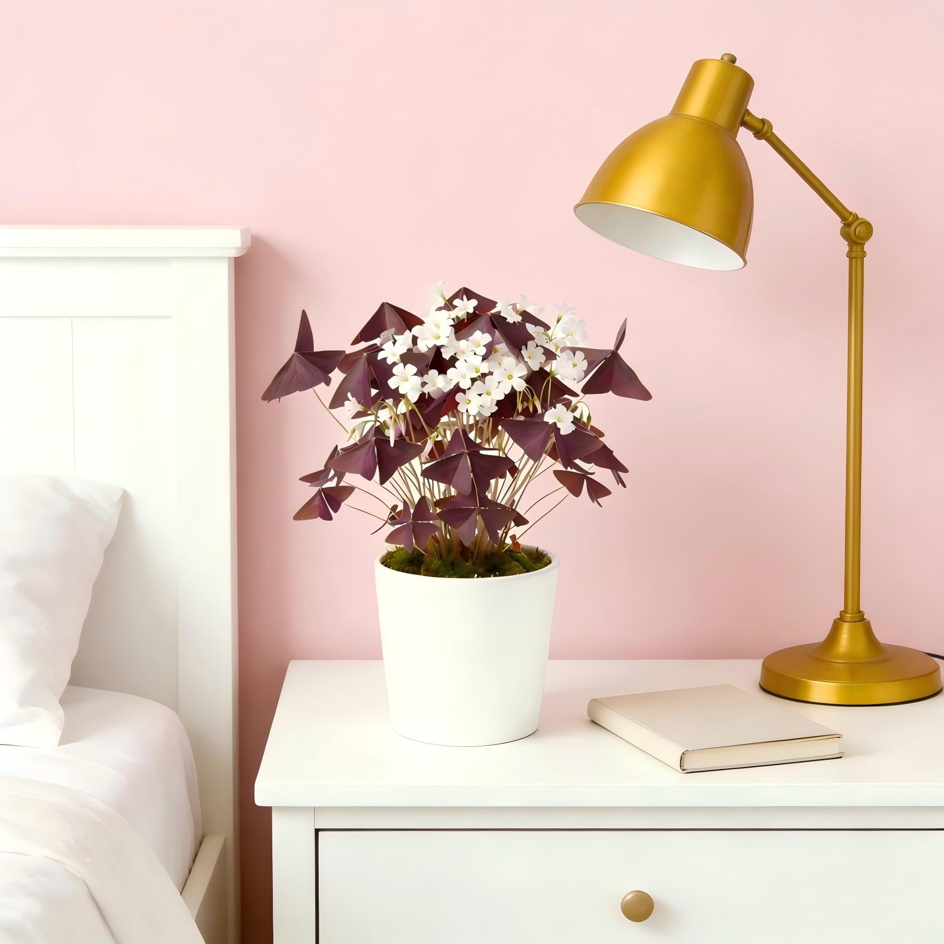 Oxalis Triangularis bulbs on a sunny windowsill for vibrant purple blooms.