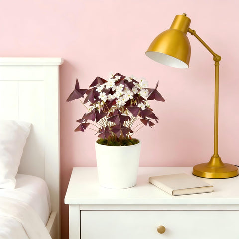 Oxalis Triangularis bulbs on a sunny windowsill for vibrant purple blooms.