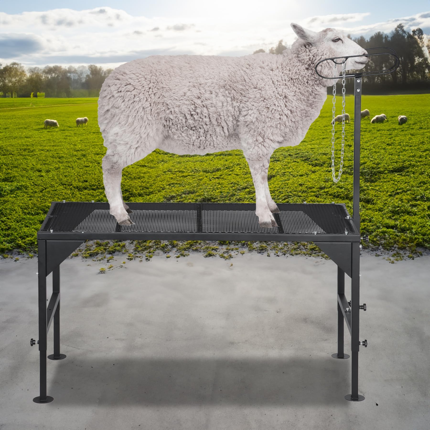 Oxphanor stand ideal for trimming and shearing on farm