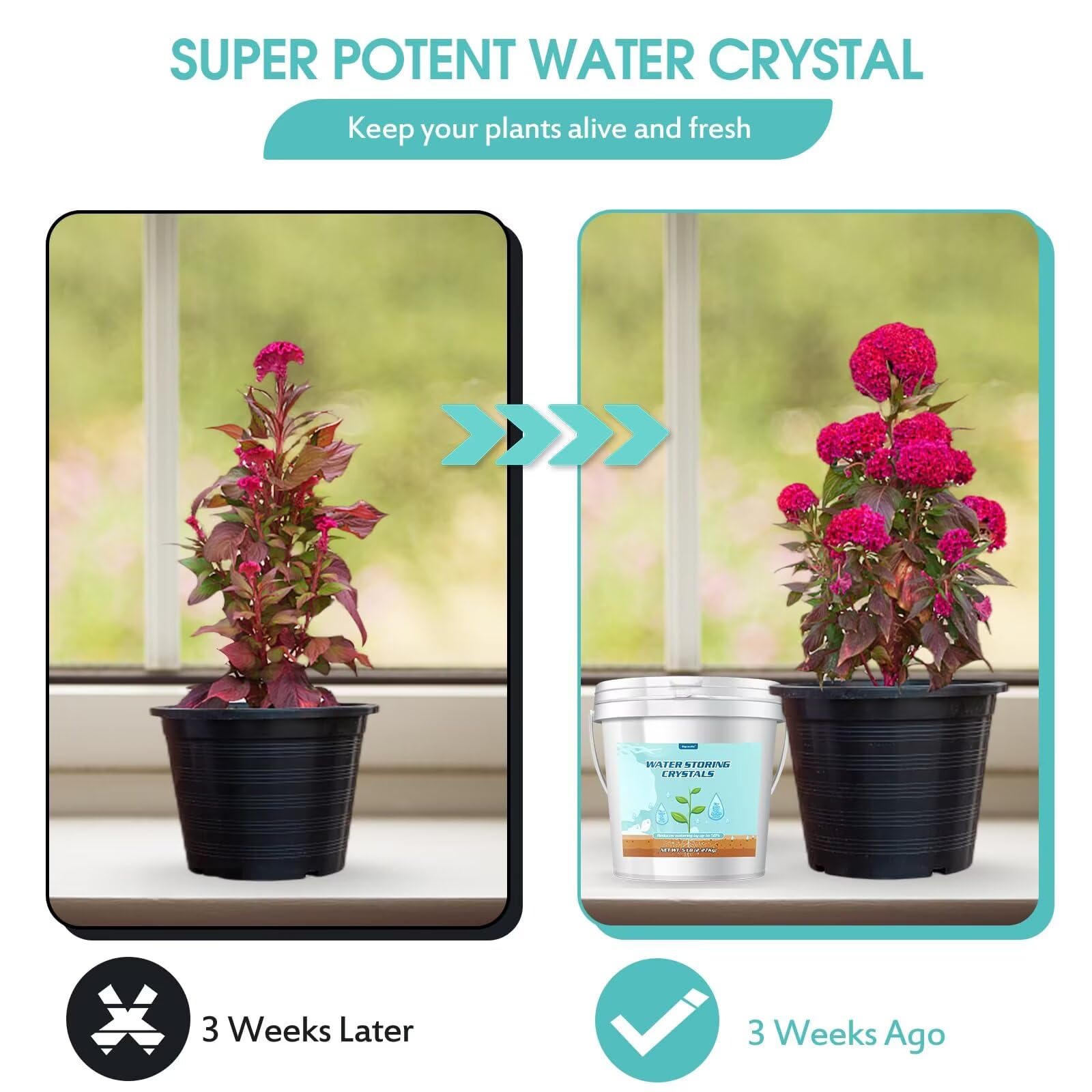 Crystals releasing moisture to maintain plant moisture levels