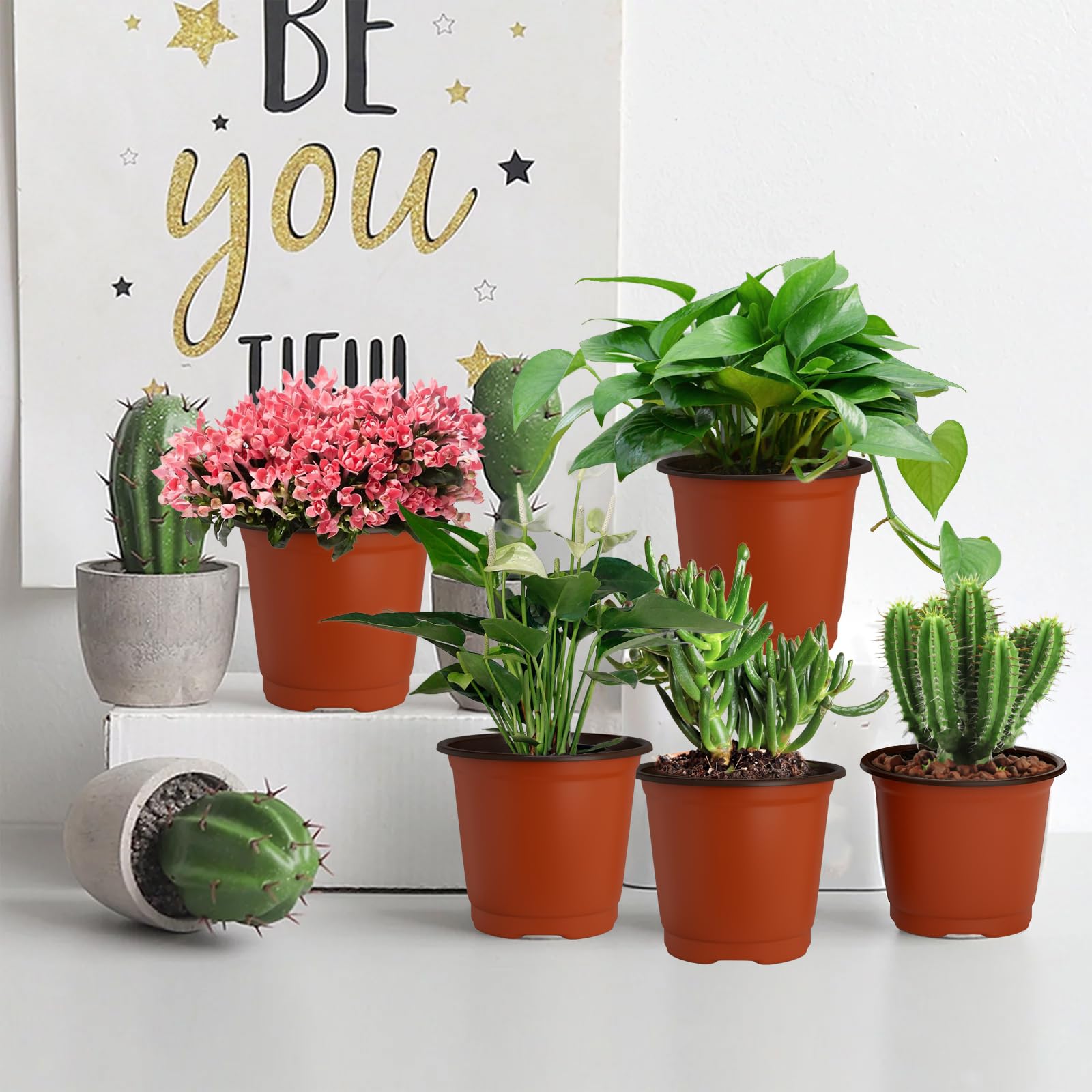 OZOSHINE seed starting and transplant pots ideal for succulents and cuttings.