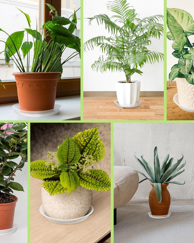 PACETAP five-pack plant saucers for multiple pots.