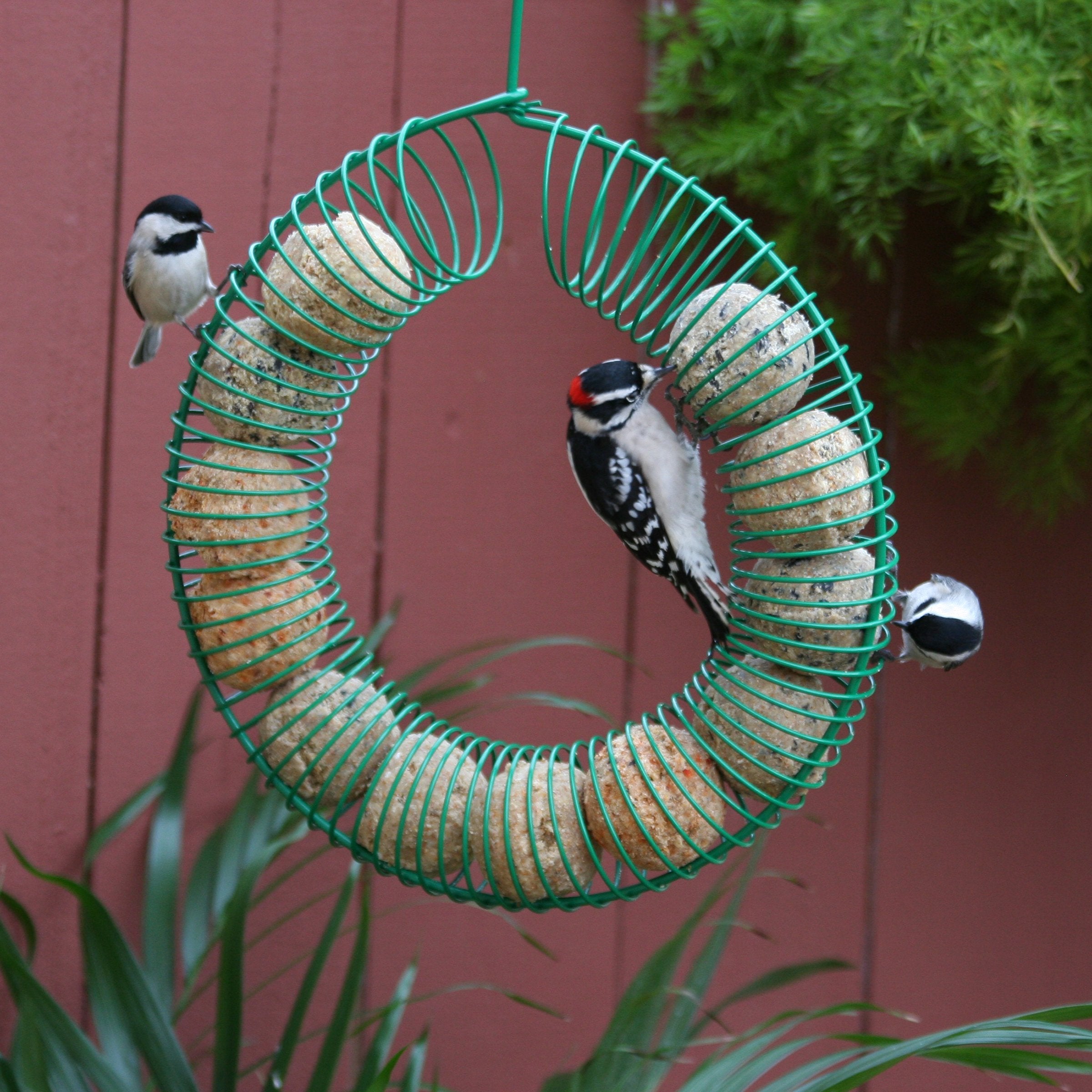Pacific Bird suet ball measuring 2.25-inch diameter in feeder.