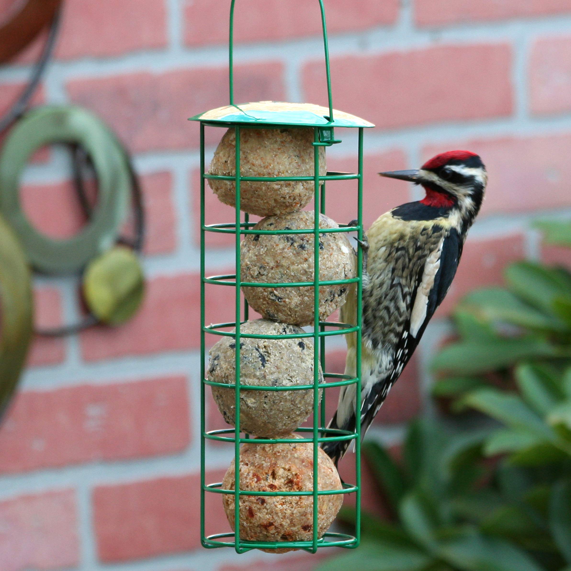 Pacific Bird Woodpecker Suet Balls close-up highlighting whole insects as a natural protein source.