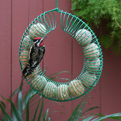 Pacific Bird Woodpecker Suet Balls feeding in a feeder for year-round interest.