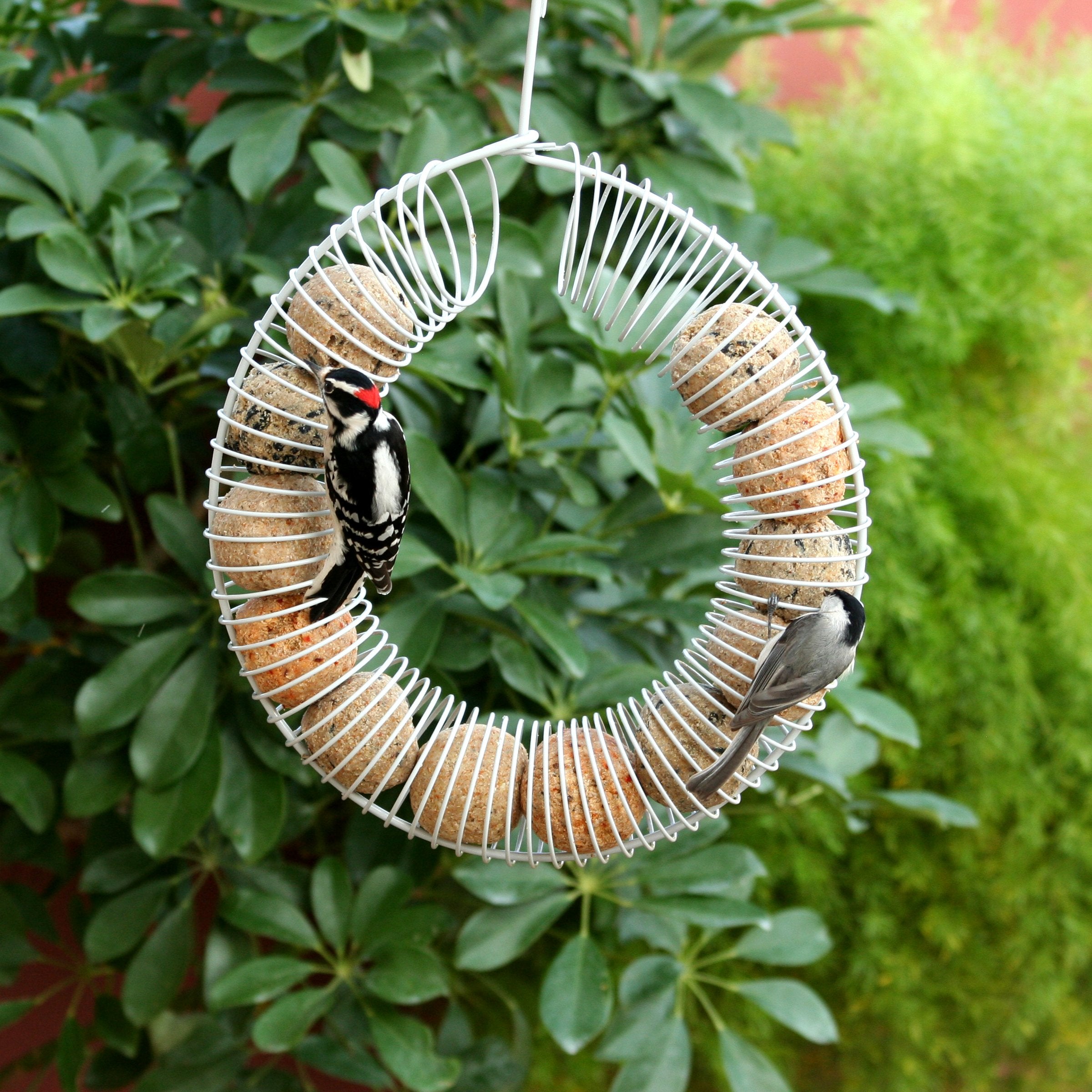 Pacific Bird suet ball attracting woodpeckers in a feeder.