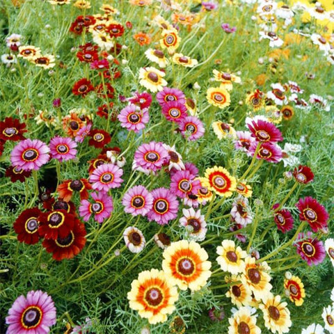 Painted Daisies seeds butterfly-friendly garden in sunny plots.
