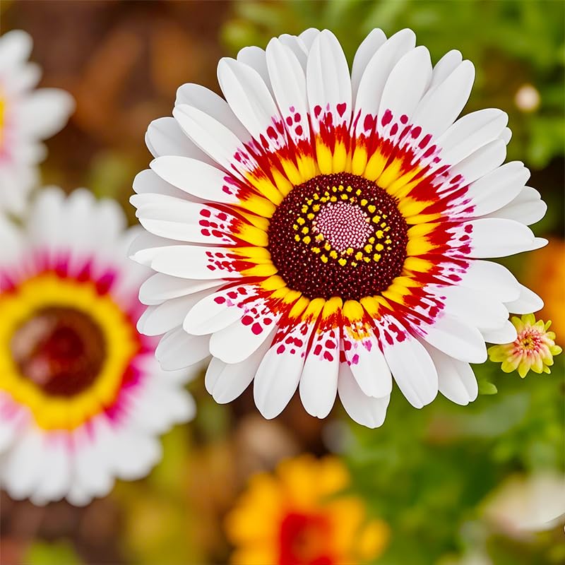 Painted Daisies seeds fragrant bloom closeup shows vivid petals.