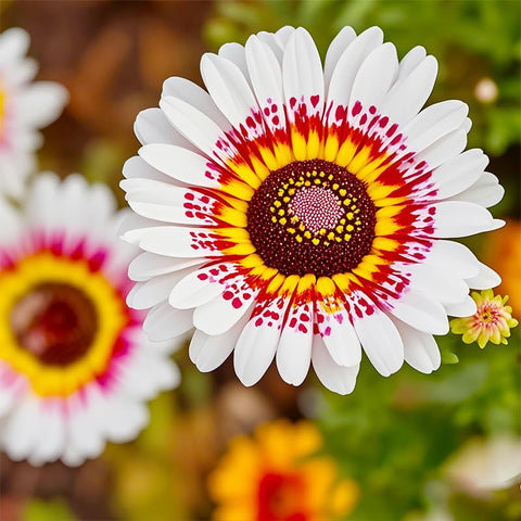 Painted Daisies seeds fragrant bloom closeup shows vivid petals.