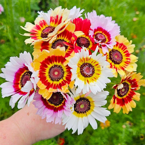Painted Daisies seeds long-stem bouquet-ready blooms for fresh arrangements.