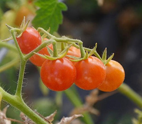 Palm Beach Medicinal Herbs Everglades tomato seeds 20-pack for heirloom gardening and resilient growth