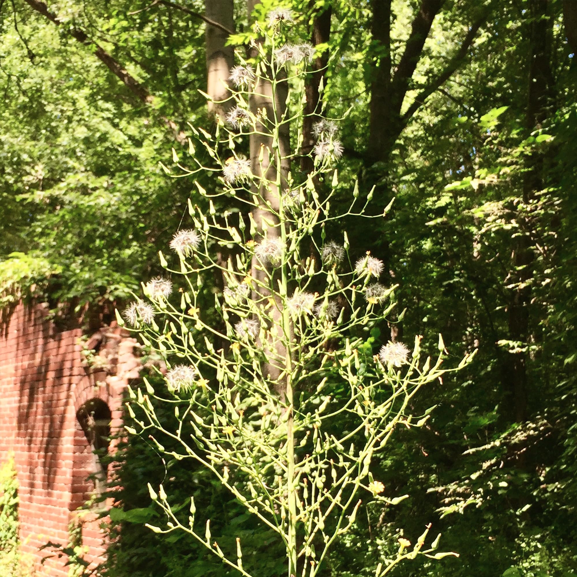 Palm Beach Medicinal Herbs backyard garden scene under bright sun ready for cultivation.