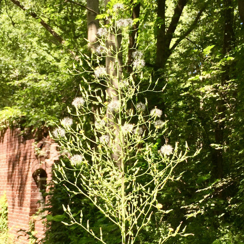 Palm Beach Medicinal Herbs backyard garden scene under bright sun ready for cultivation.