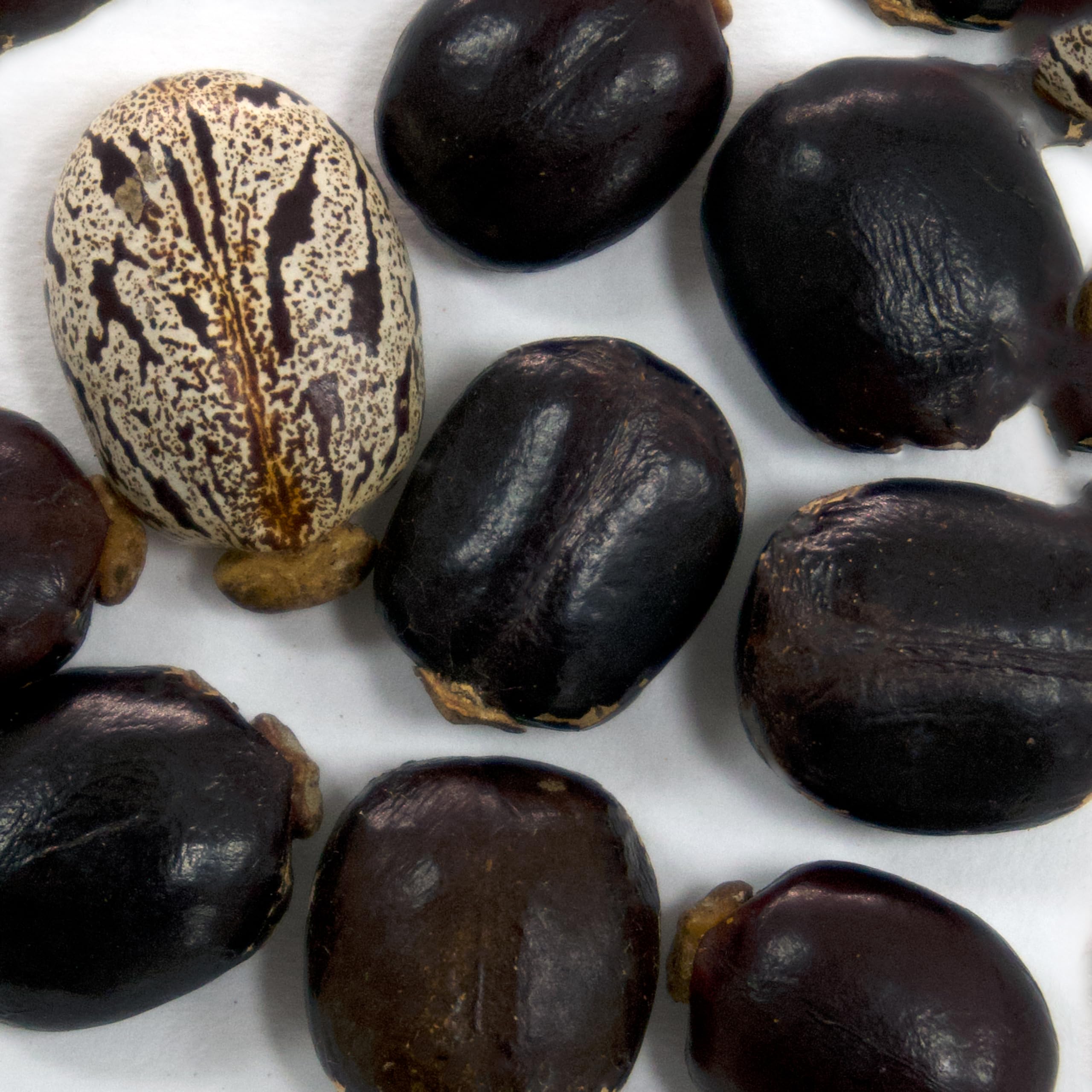 Red Giant Castor Bean seeds from Palm Beach Medicinal Herbs offer dramatic leaves and fast garden impact.