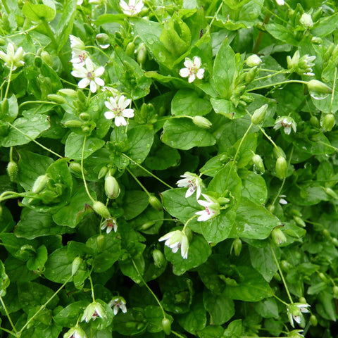 Palm Beach Medicinal Herbs chickweed seeds packet, perfect for growing edible greens for salads and herbal teas.