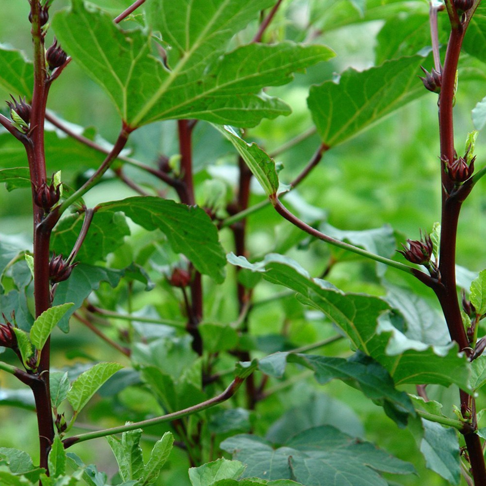 Palm Beach Medicinal Herbs Florida garden roselle tea inspiration