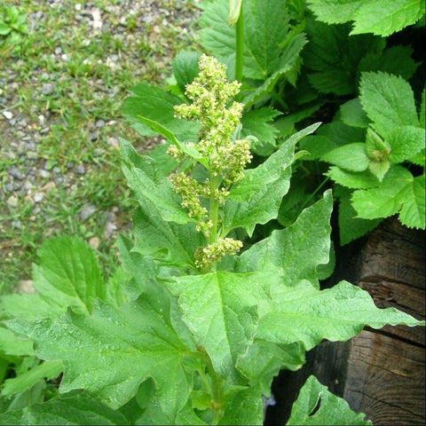 Mature leaves of Good King Henry suitable for sautéing and soups from Palm Beach Medicinal Herbs