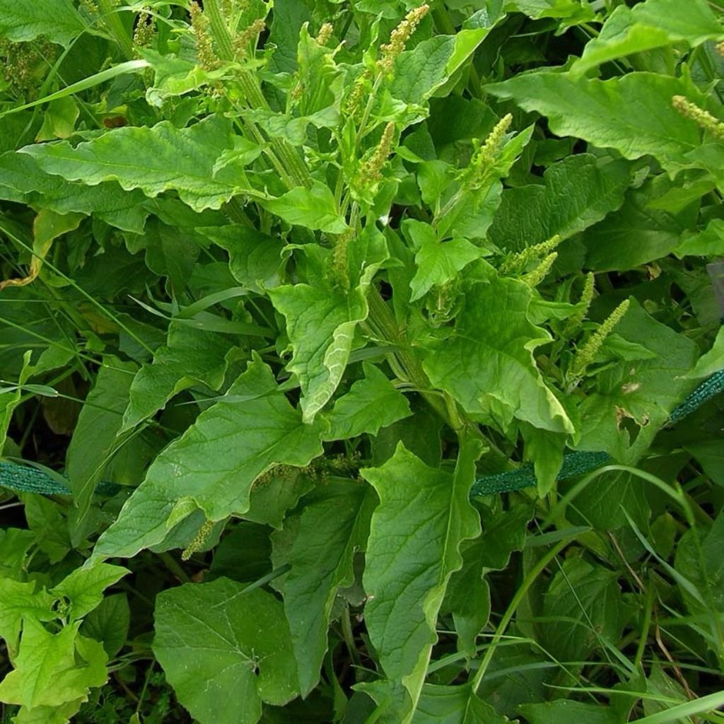 Palm Beach Medicinal Herbs Good King Henry seed packet ready for cool-season planting