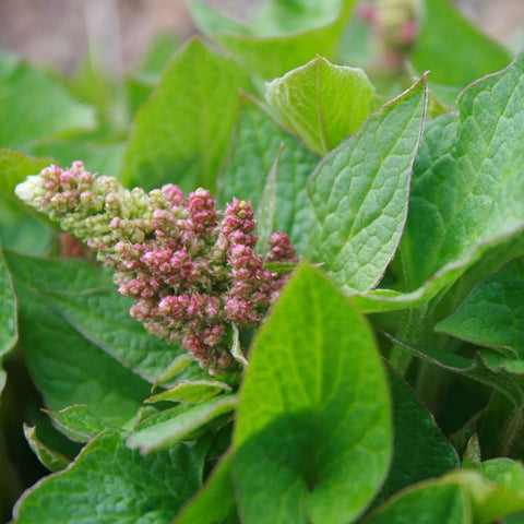 Young shoots of Good King Henry ideal for asparagus-style harvest from Palm Beach Medicinal Herbs